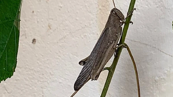 Esse som serve principalmente para atrair fêmeas e tende a se intensificar com o calor, quando sua atividade aumenta