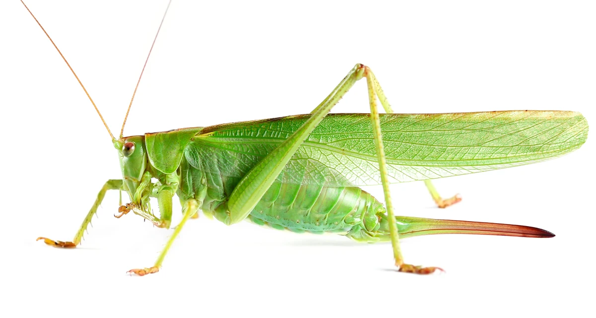 Grilo por Shutterstock