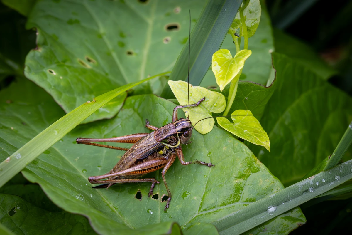 Grilo por Shutterstock