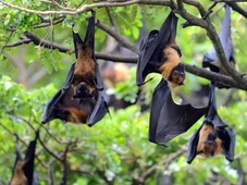 Imagem - Primeiras 'bat cavernas' descobertas no Brasil guardam milhares de morcegos