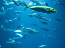 Imagem - Oceanos mais quentes podem diminuir quantidade de peixes e gerar colapso nunca visto