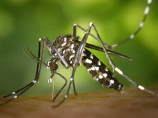 Imagem - Teste de dengue que detecta vírus nos primeiros dias passa a ser ofertado pelo SUS