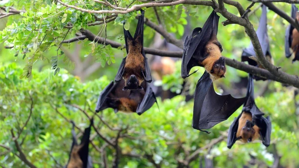 Colônia de morcegos em caverna do Cerrado: ambientes conhecidos como “hot caves”, com alta umidade e temperatura constante, abrigam milhares de animais e funcionam como aliados naturais no controle de pragas no campo