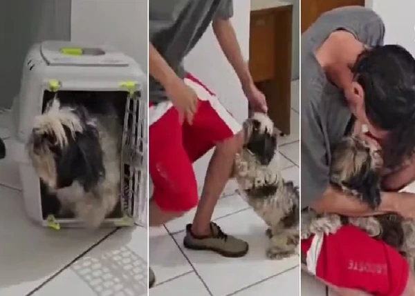 Disputa por cachorro é decidida em delegacia após reação do animal ao ver tutor: 'Correu e começou a fazer festa'