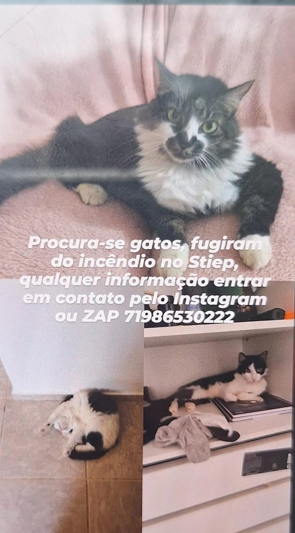 Moradores buscam os animais que se perderam durante o acidente