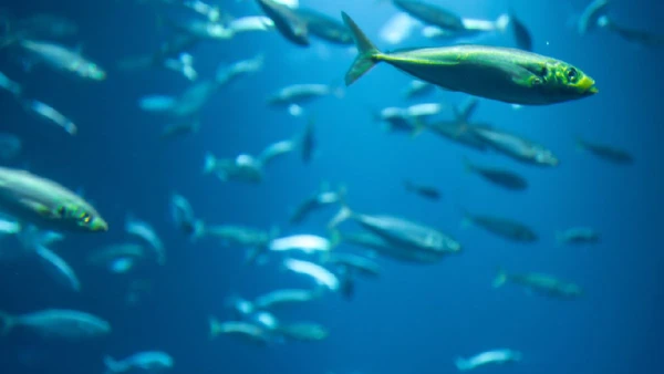 Os peixes possuem uma biologia muito específica onde a temperatura do corpo segue o calor da água