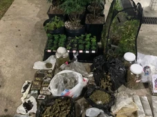 Imagem - Estufa de maconha é descoberta em imóvel no bairro de Pituaçu, em Salvador