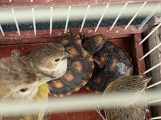 Imagem - Homem é preso com 26 aves silvestres e dois jabutis em gaiolas na Bahia