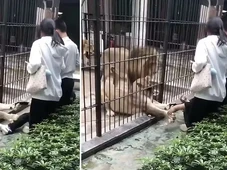 Imagem - VÍDEO: Criança fica ferida ao ser agarrada por leoa e zoológico suspende atividades após ataque