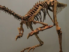 Imagem - Dinossauro-galinha revela achado sobre evolução de répteis antes de extinção por queda de meteoro