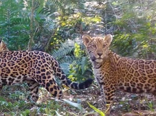 Imagem - Veja como a falta de presas ameaça a extinção da onça-pintada na Mata Atlântica