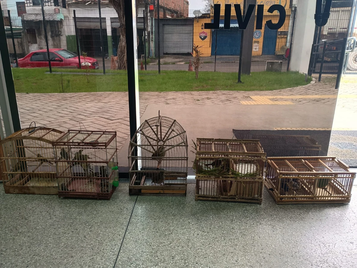 Animais resgatados em Simões Filho por Divulgação