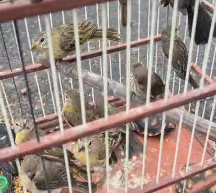 Animais resgatados em Simões Filho por Divulgação