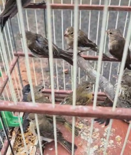 Animais resgatados em Simões Filho por Divulgação