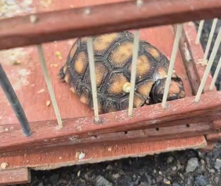 Animais resgatados em Simões Filho por Divulgação