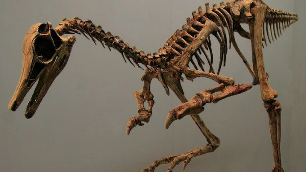 O Alnashetri cerropoliciensis media cerca de 70 centímetros, metade deles correspondendo à cauda, e pesava aproximadamente 1 quilo