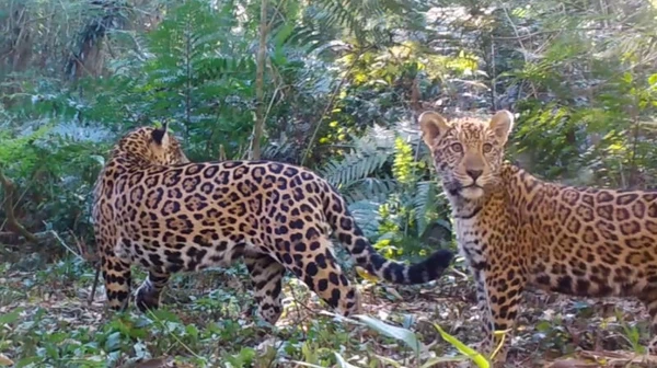 Veja como a falta de presas ameaça a extinção da onça-pintada na Mata Atlântica
