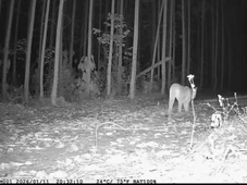 Imagem - Ameaçada de extinção na Bahia, onças-pardas são avistadas em reservas no Litoral Norte