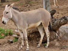 Imagem - Austrália faz extermínio de burros e descobre depois que eles poderiam salvar o deserto e proteger fazendas
