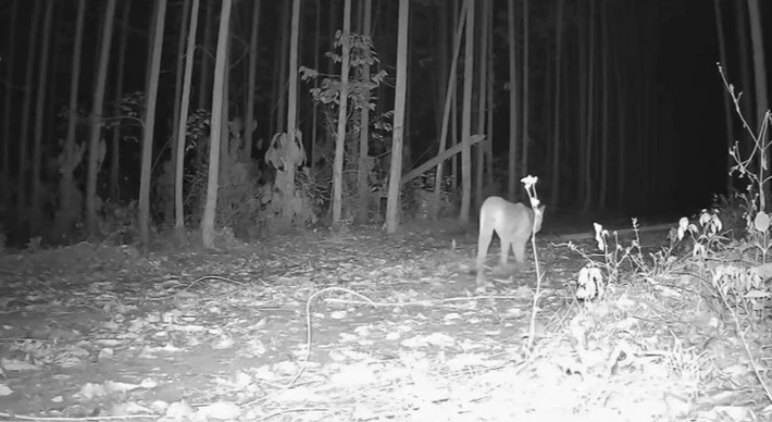Imagem - Ameaçada de extinção na Bahia, onças-pardas são avistadas em reservas no Litoral Norte