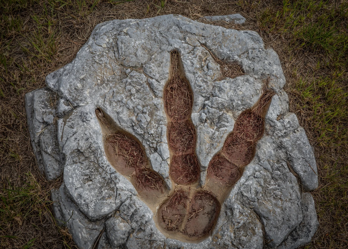 Dinossauros: pegadas e escavação por Shutterstock