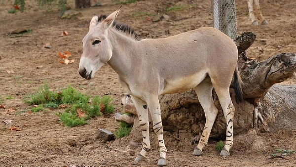 O debate sobre espécies introduzidas ganha novos contornos diante das mudanças climáticas e da pressão sobre o campo