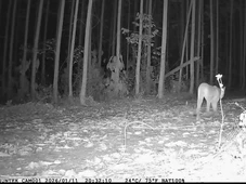 Imagem - Ameaçada de extinção na Bahia, onças-pardas são avistadas em reservas no Litoral Norte