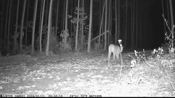 Ameaçada de extinção na Bahia, onças-pardas são avistadas em reservas no Litoral Norte