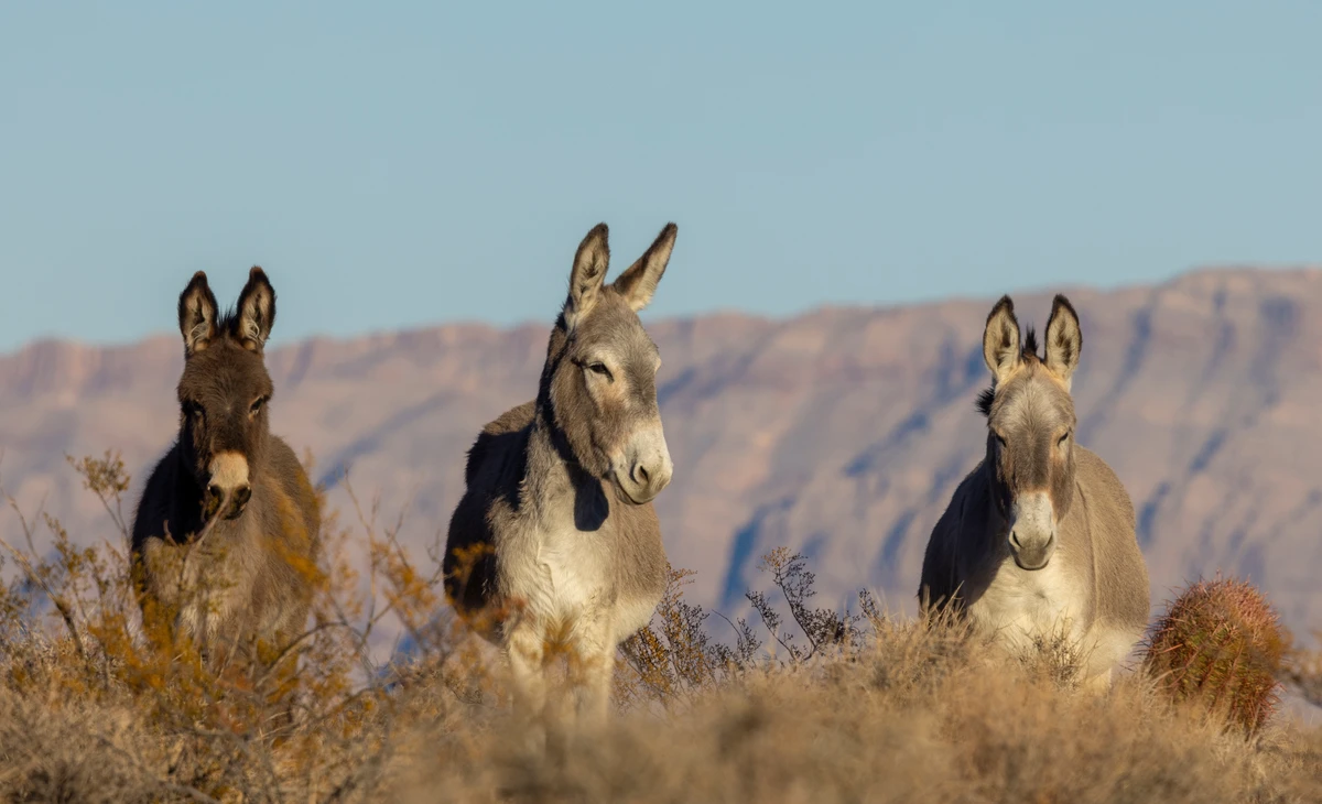 Burros selvagens por Shutterstock