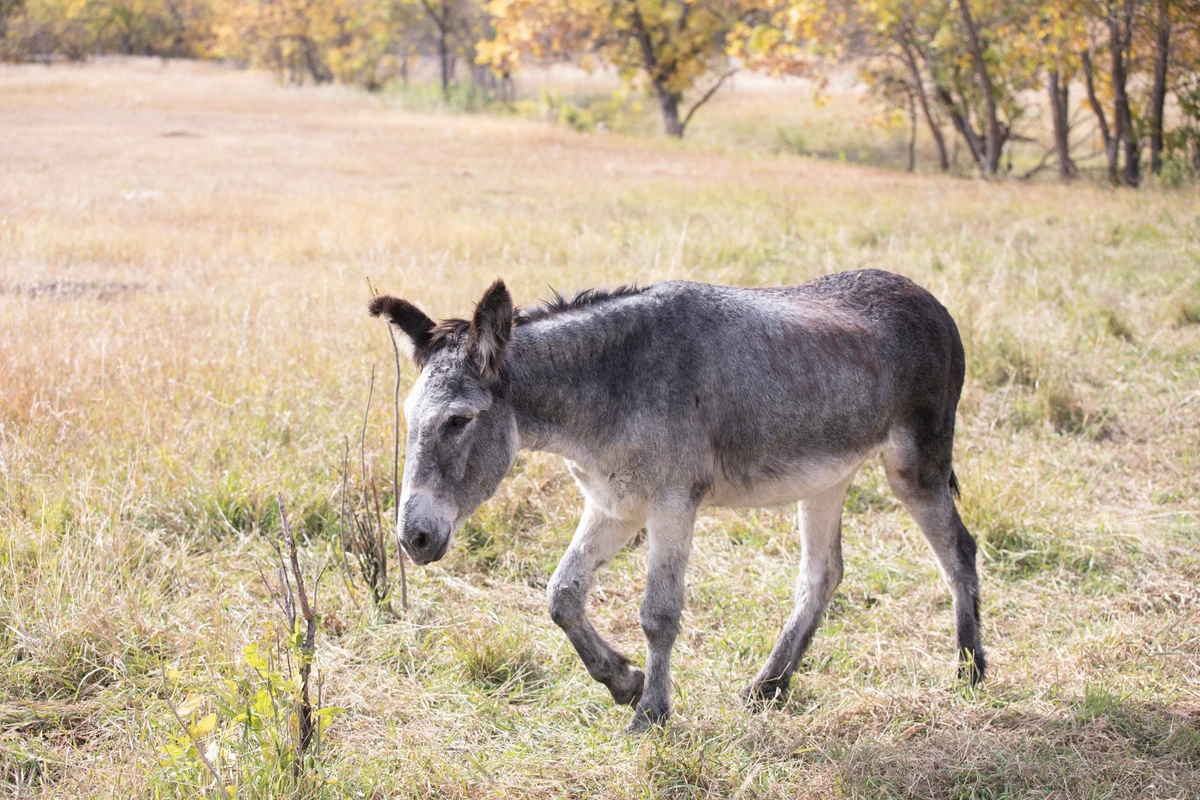 Burros selvagens por Shutterstock