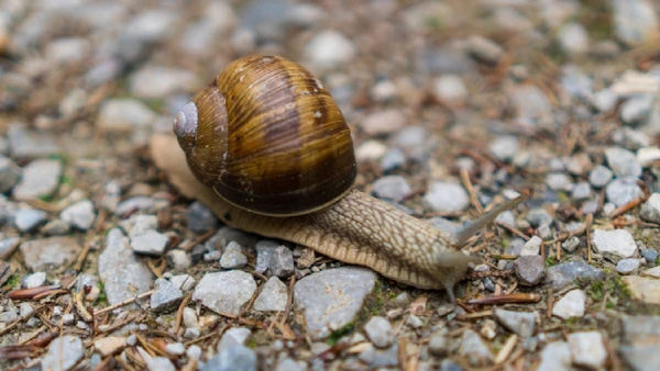 Ação inédita no Havaí marca avanço na preservação da biodiversidade local