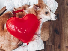 Imagem - UNIFACS sedia evento sobre os avanços da Hematologia e Hemoterapia Veterinária