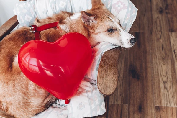 O Encontro Técnico Hemopet propõe uma discussão atualizada sobre os critérios clínicos para indicação de transfusão