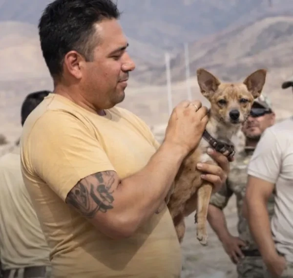 Chihuahua sobreviveu por Reprodução