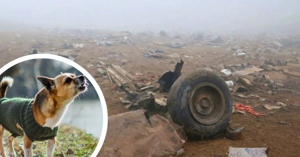 Chihuahua sobreviveu