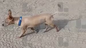 Chihuahua sobreviveu por Reprodução