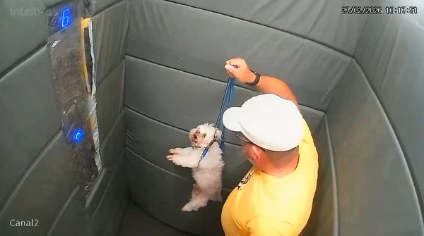 Homem foi flagrado batendo no cachorro por Reprodução