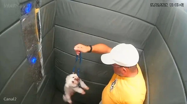 Homem foi flagrado batendo no cachorro por Reprodução