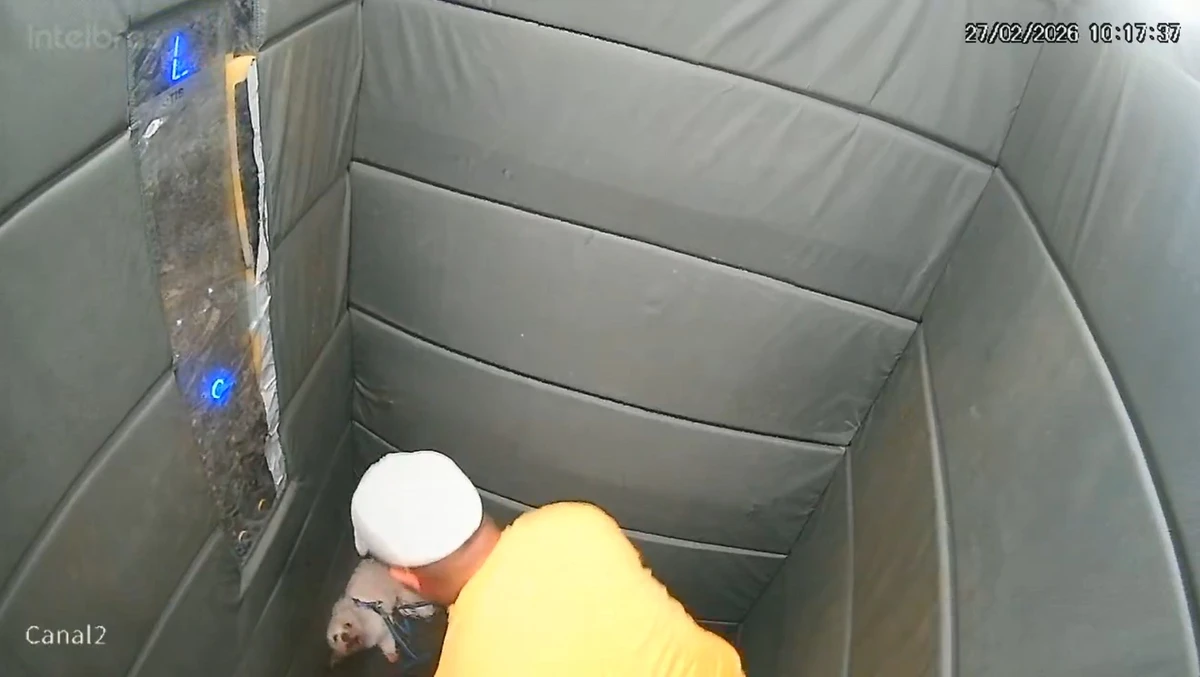 Homem foi flagrado batendo no cachorro por Reprodução