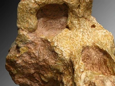 Imagem - Fóssil encontrado sugere que humanidade não surgiu na África: origem pode estar mais distante do que antes