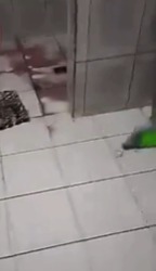 Homem mata esposa em São Paulo no Dia da Mulher por Reprodução