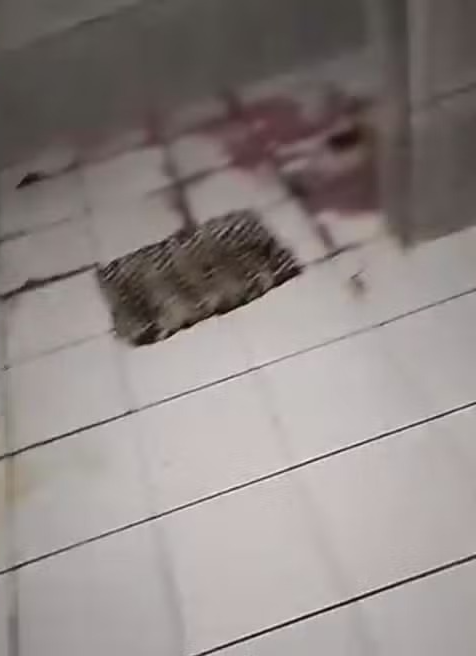 Homem mata esposa em São Paulo no Dia da Mulher por Reprodução