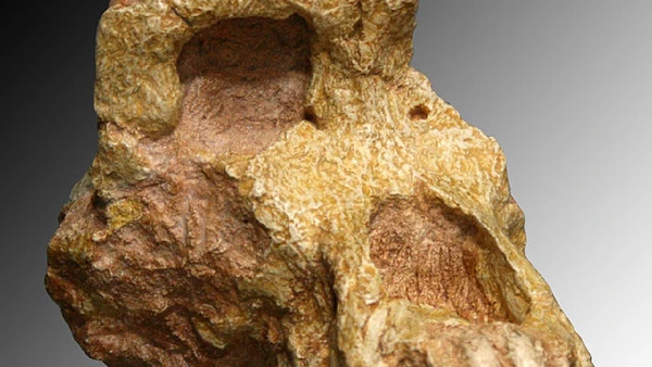 Os fósseis são de um Graecopithecus sp, espécie de hominídeo que se acreditava ser 