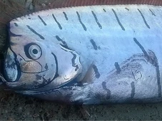 Imagem - Peixes do 'fim do mundo' que só são vistos em tragédias aparecem em praia do México e causam preocupação