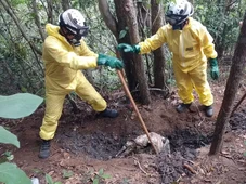 Imagem - Ossadas humanas são encontradas em área de mata durante buscas por casal desaparecido na Bahia