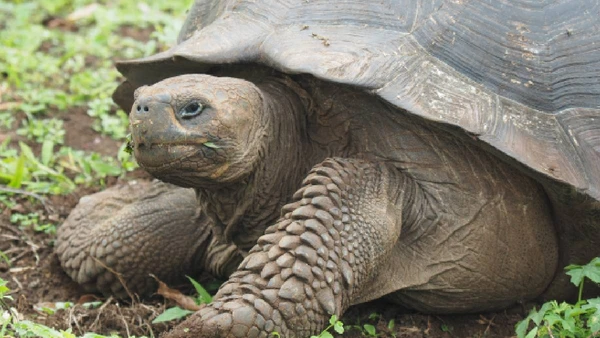 Fauna diversificada faz parte da paisagem das residências oficiais do presidente em Brasília