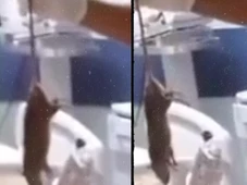 Imagem - Funcionários encontram rato morto dentro de hospital estadual em Salvador