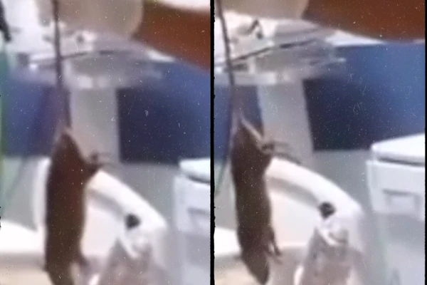 Rato é encontrado morto em hospital de Salvador