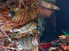 Imagem - Mais de 50 kg de lagosta ilegal são apreendidos no Mercado do Peixe, em Salvador