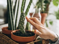 Imagem - O 'boom' das plantas: como não matar sua Jiboia, Cacto ou Suculenta